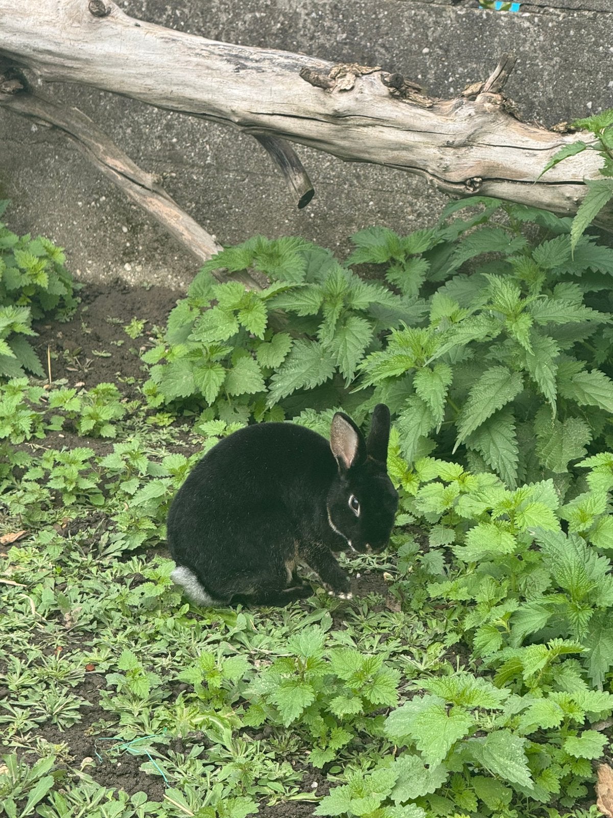 Konijn, Dieren en Toebehoren