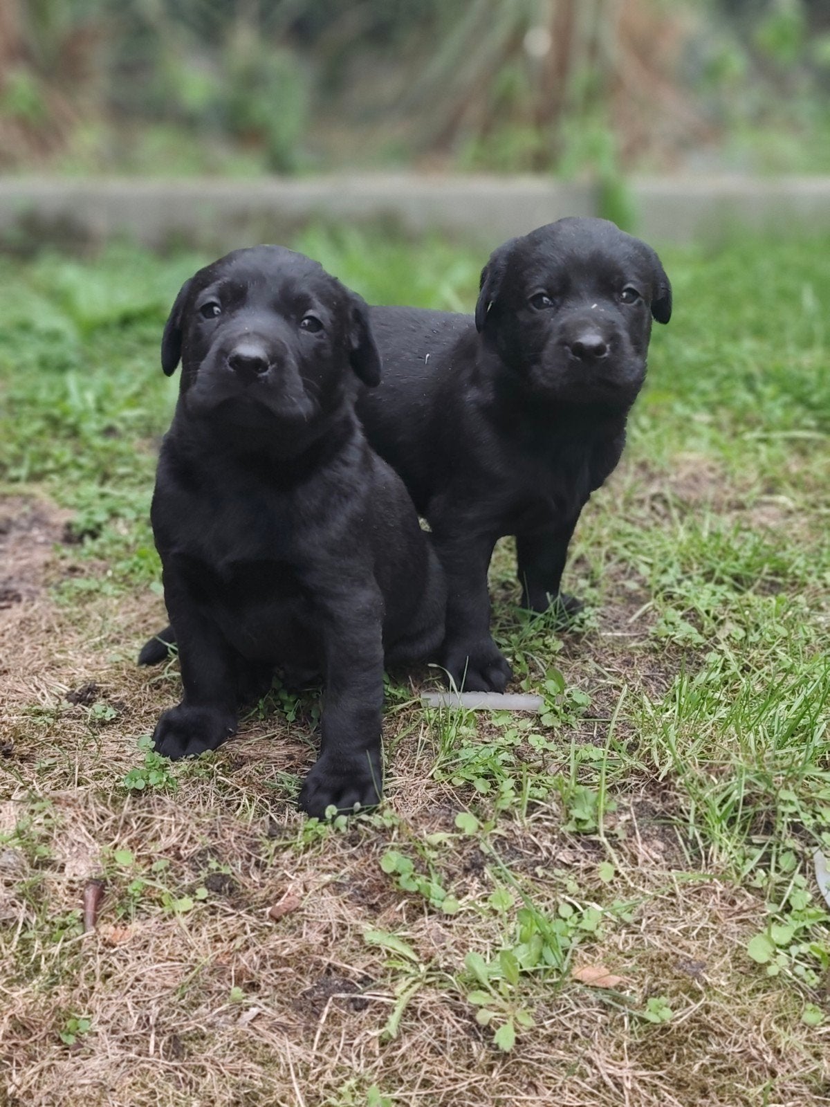 Labrador Retriever, Dieren en Toebehoren, België, Particulier, Labrador retriever, Meerdere