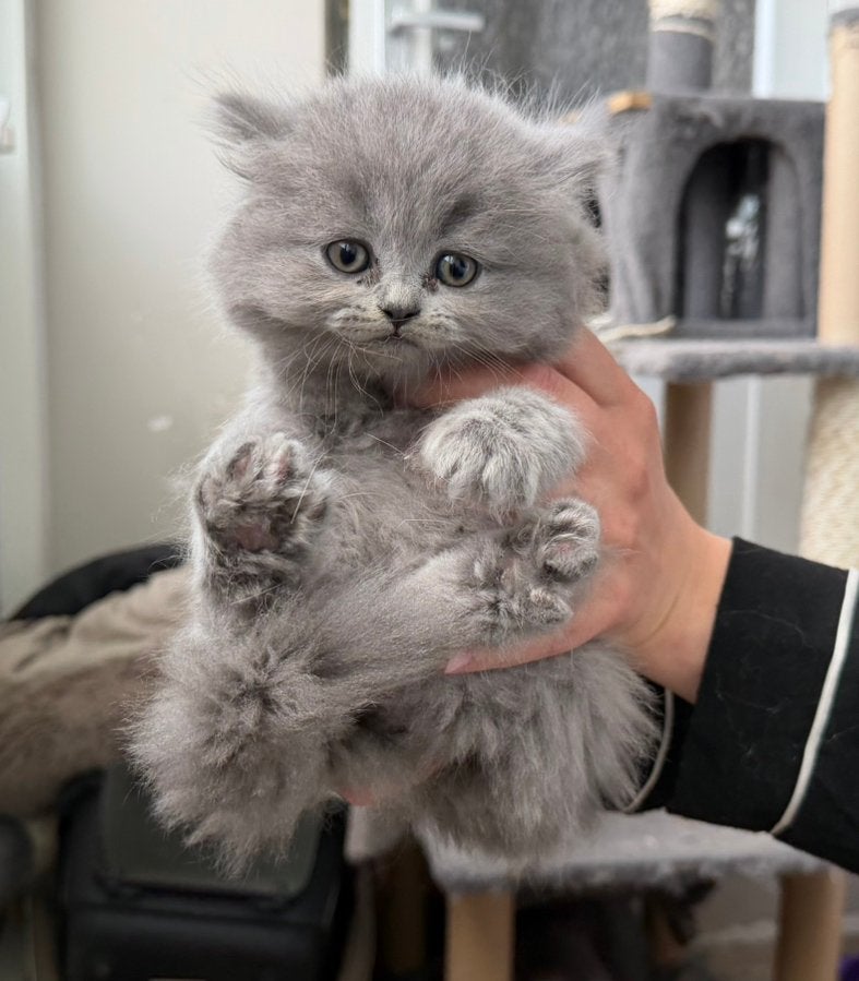 Prachtige 4 Britse korthaar Kittens ( Raszuiver ), Poes, Ingeënt, 0 tot 2 jaar