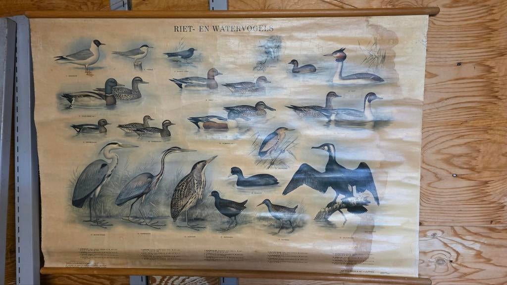 Vintage Schoolplaat Riet- en Watervogels, Ophalen of Verzenden, Natuur en Biologie