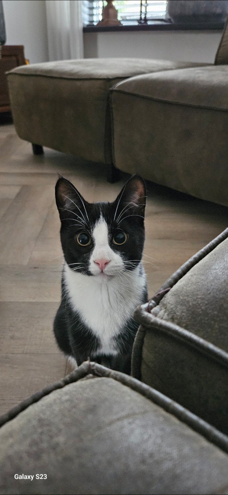 Gecastreerde kater 2 jaar, 0 tot 2 jaar