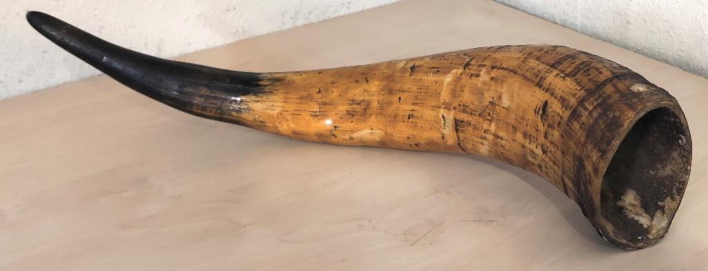 Grote hoorn van stier om kruit te bewaren Gun powder horn, Ophalen of Verzenden