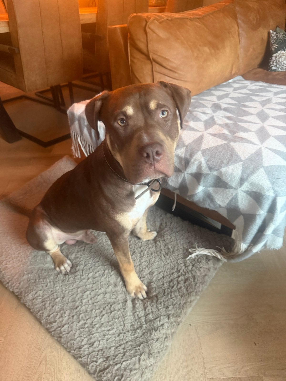 Amerikaanse bully 10 maanden tri-color met stamboom, Rabiës (hondsdolheid), 15 weken tot 1 jaar, Eén hond, Nederland