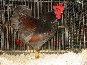 Blauwe barnevelders, Dieren en Toebehoren, Pluimvee, Vrouwelijk, Kip