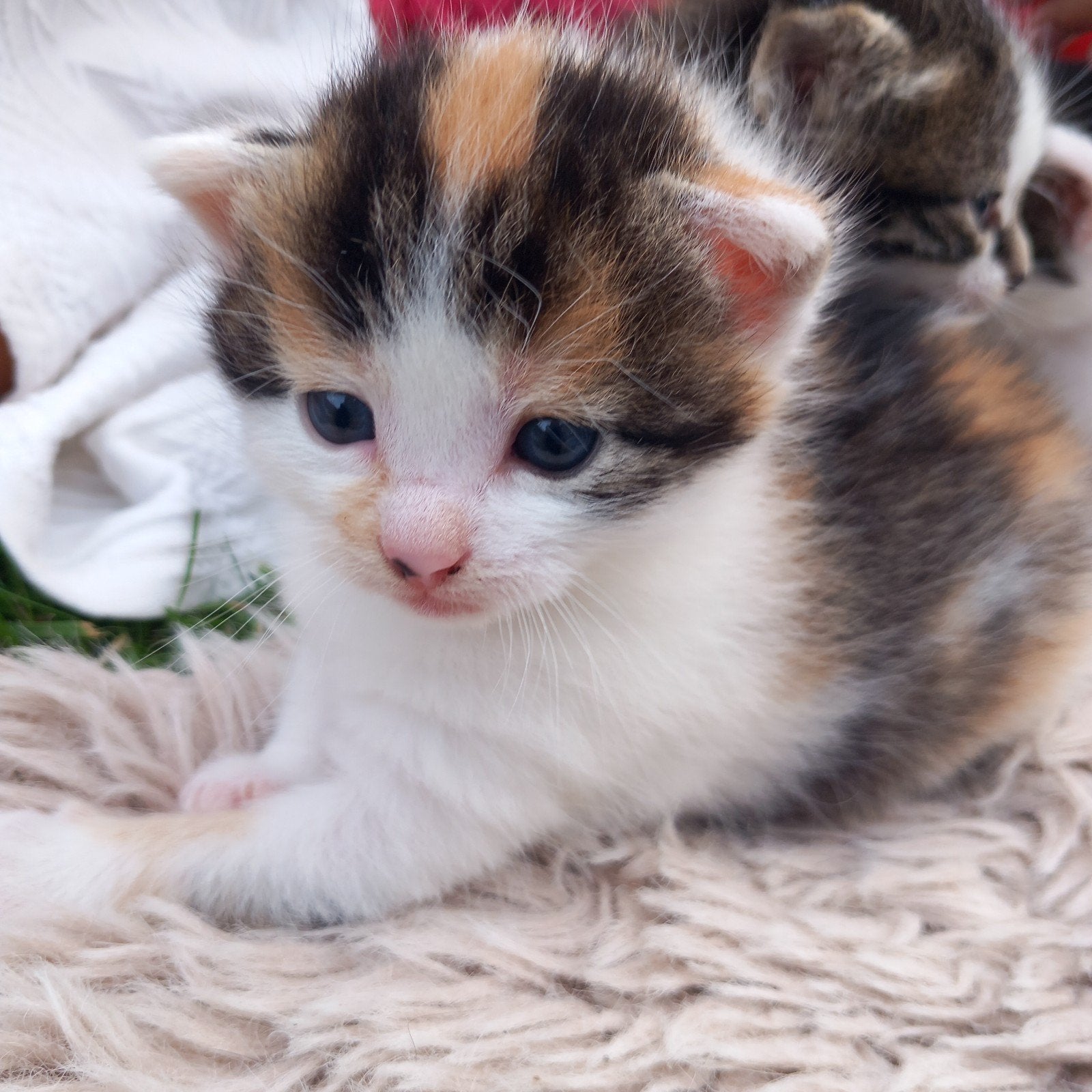 Prachtig nestje van drie kittens, Meerdere dieren, Kortharig, 0 tot 2 jaar