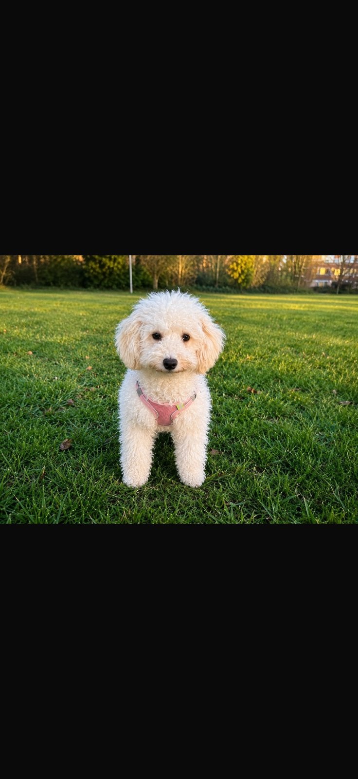 Toypoedel, Poedel, Parvo, 1 tot 2 jaar, Teef