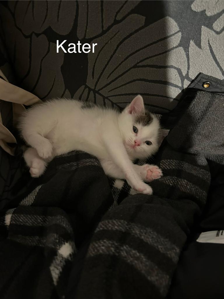 Kittens te koop, Dieren en Toebehoren, Katten en Kittens | Raskatten | Korthaar, Meerdere dieren