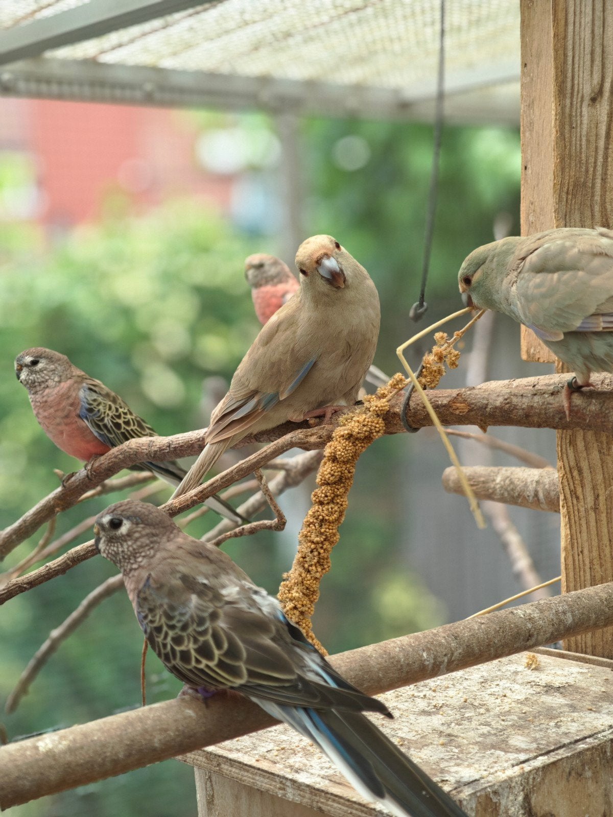 Kakarikie' s 2026 geringd., Meerdere dieren, Parkiet, Geringd