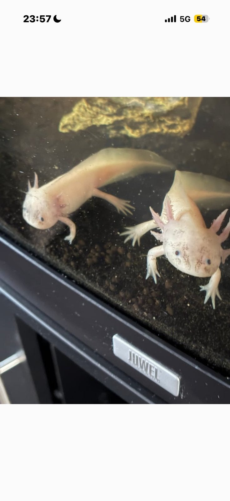 Twee axolotls met aquarium en toebehoren, Dieren en Toebehoren, Overige typen