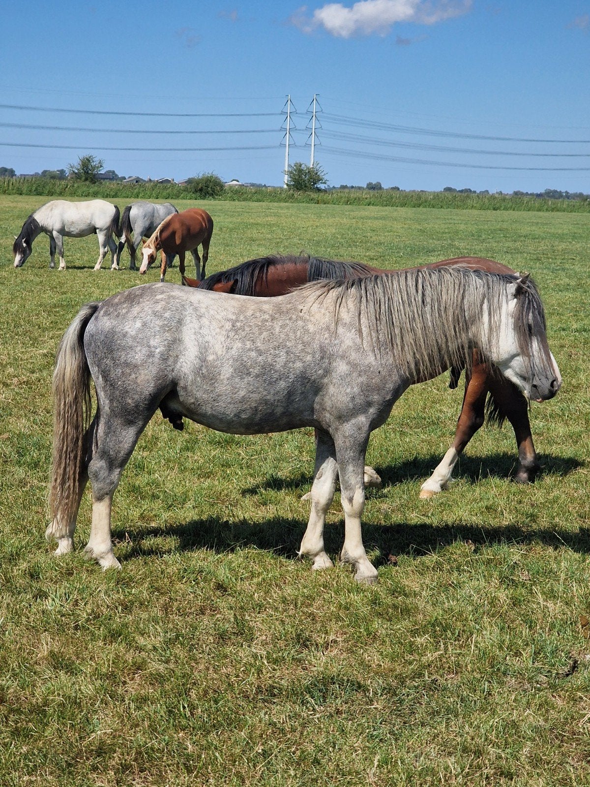 Welsh a merries en hengsten 1,5 tot 4 jaar oud, Dieren en Toebehoren, Pony's, Meerdere dieren, Met stamboom