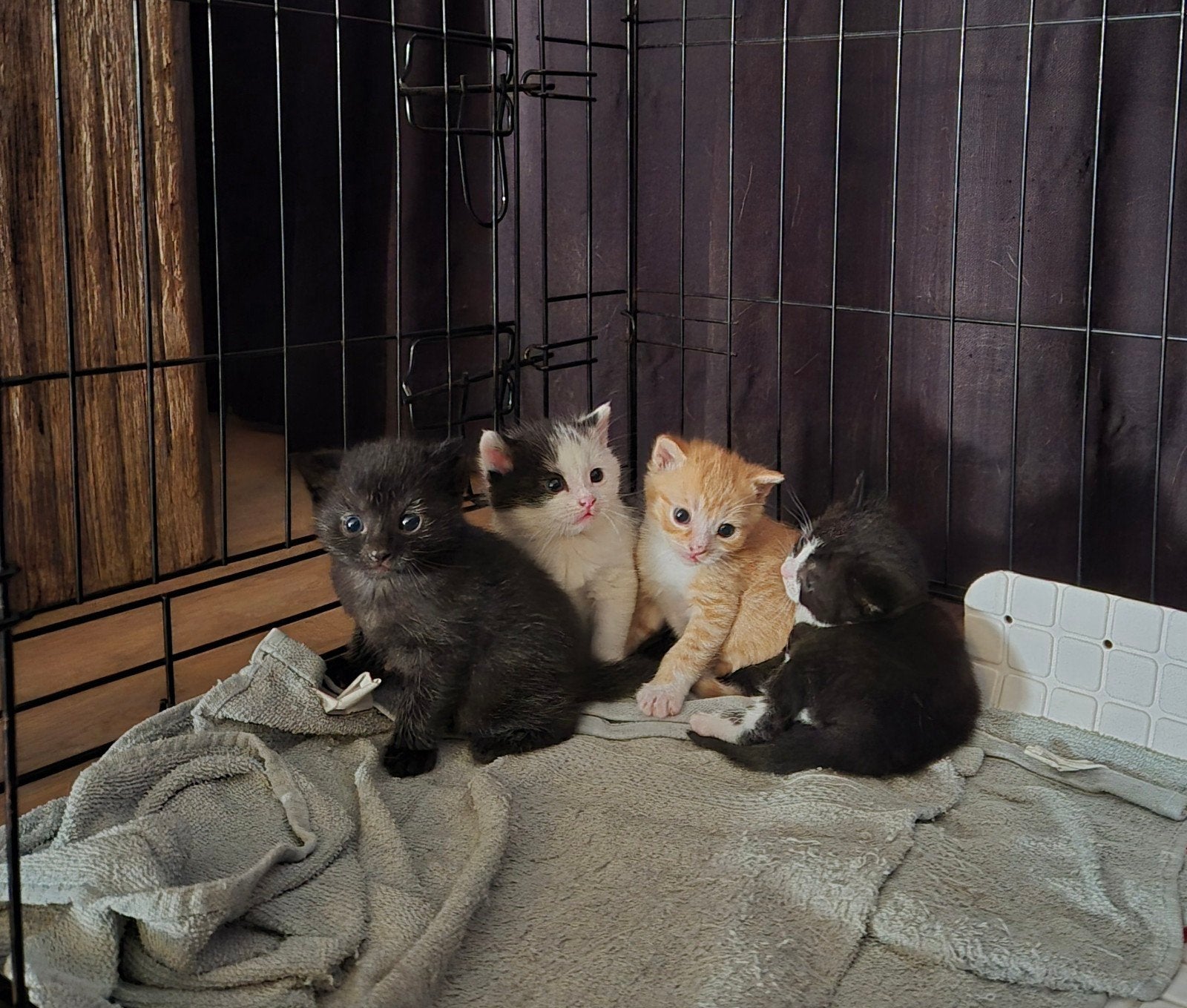 Lieve, super gesocialiseerde kittens zoeken een warm thuis, Poes