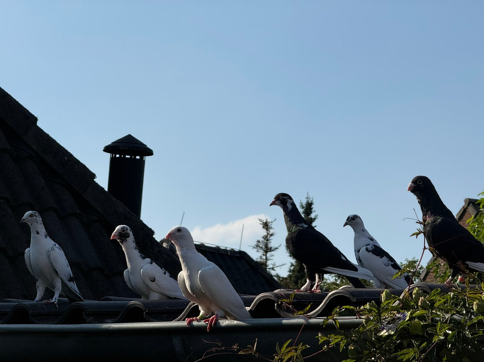 Duiven, Meerdere dieren, Overige soorten