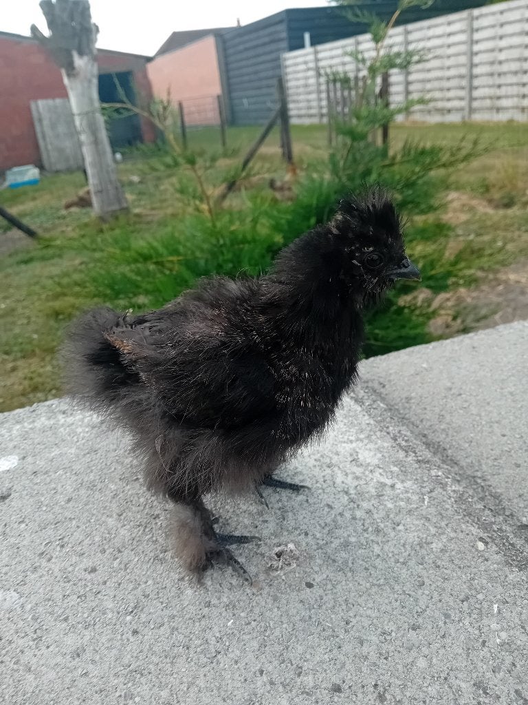 Zijdehoen, Geslacht onbekend, Kip