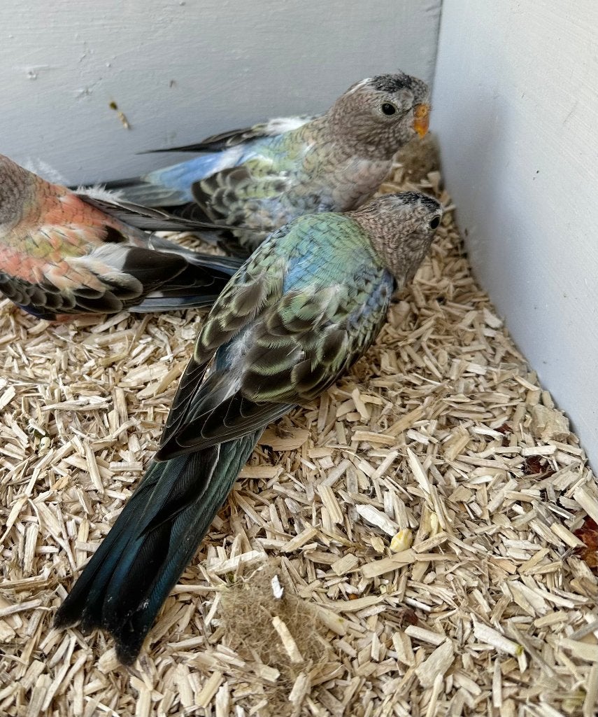 Bourke parkieten van 2026, Dieren en Toebehoren, Vogels | Parkieten en Papegaaien, Meerdere dieren, Parkiet
