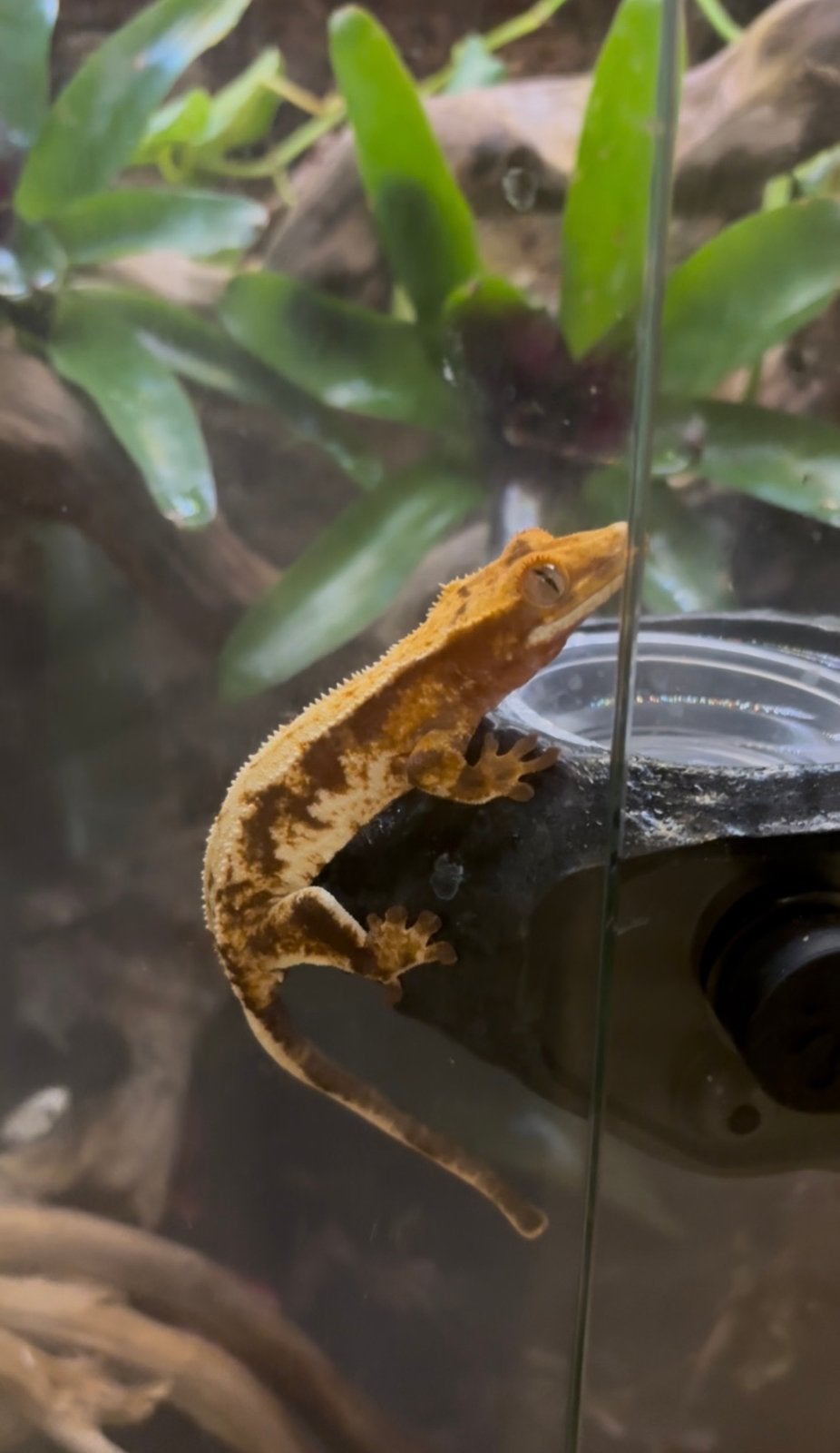 Friendly Crested Gecko Crested Gecko photo 3