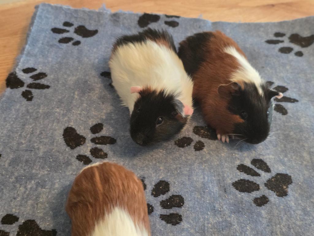 cavia, Dieren en Toebehoren, April, Vrouwelijk, Cavia
