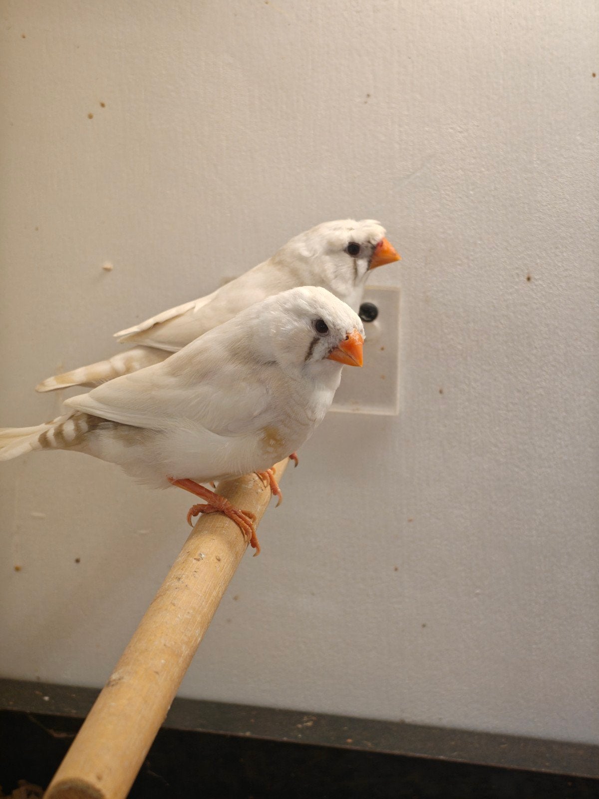 koppel zebravinken (pastel), Meerdere dieren, Kleurkanarie