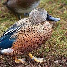 Eenden Ganzen en zwanen, Meerdere dieren, Eend