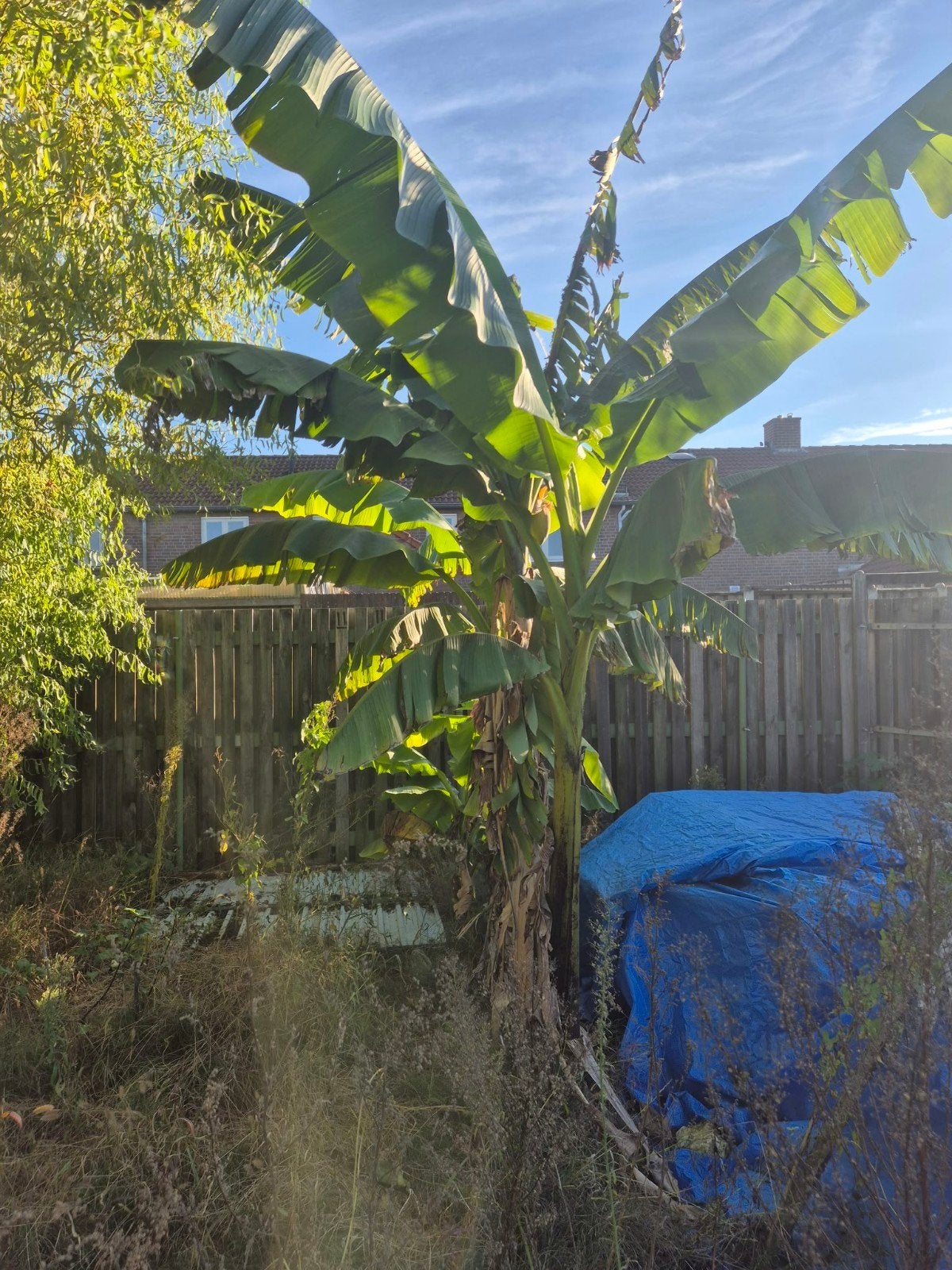 Grote Bananenplant (Musa Basjoo) - Winterhard!, Overige soorten, Volle zon, Vaste plant, Ophalen of Verzenden