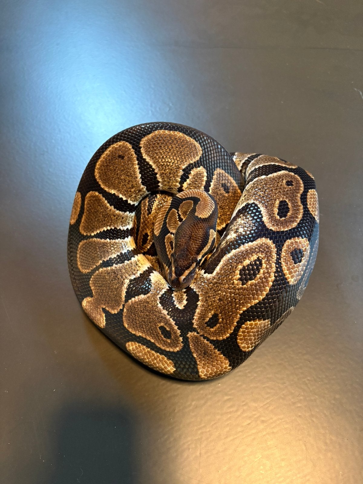 Python regius Ball Python - unknown for sale from Nathalie Sie