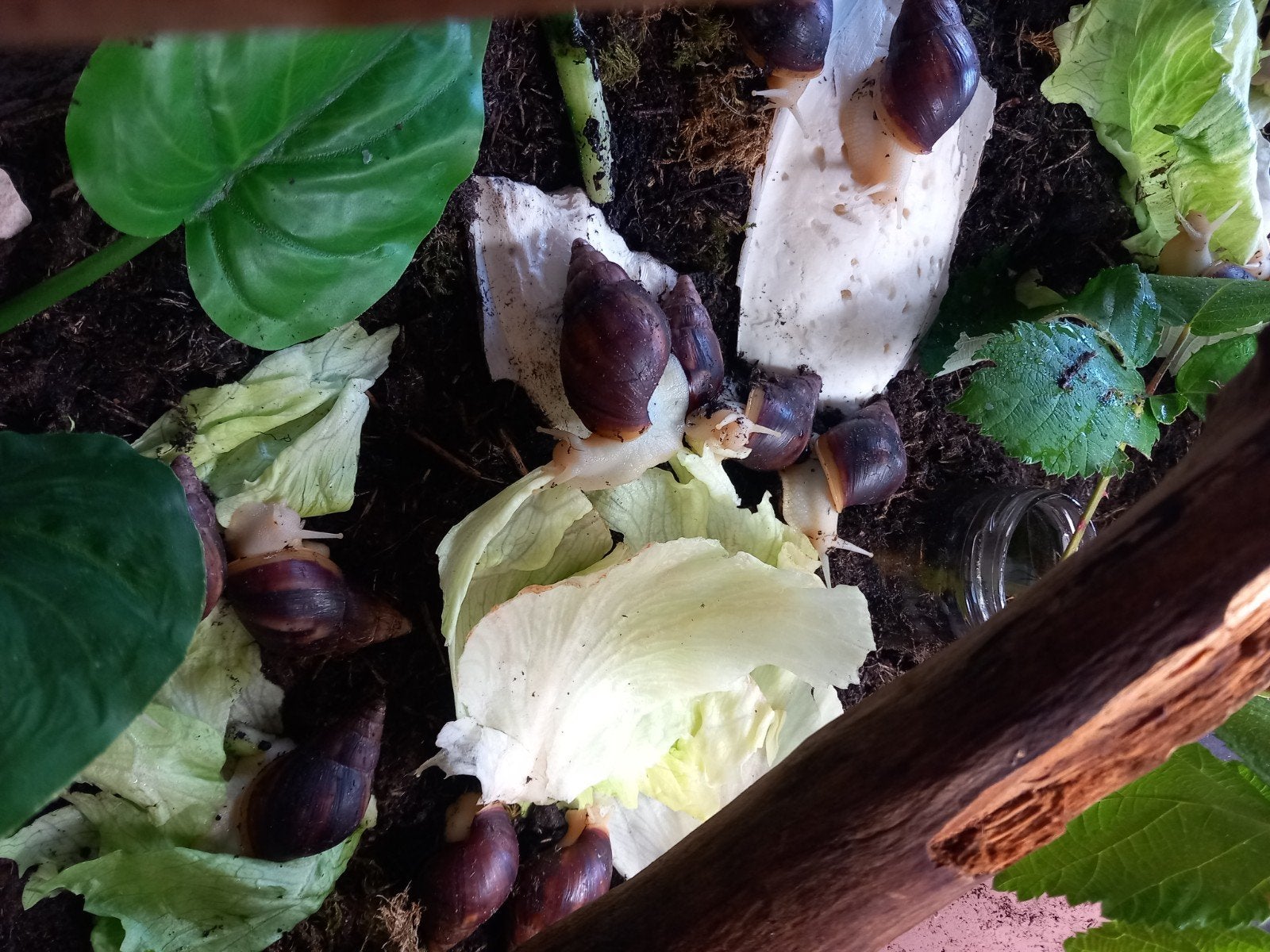 Agaat slakken white Jade, Overige soorten, 0 tot 2 jaar