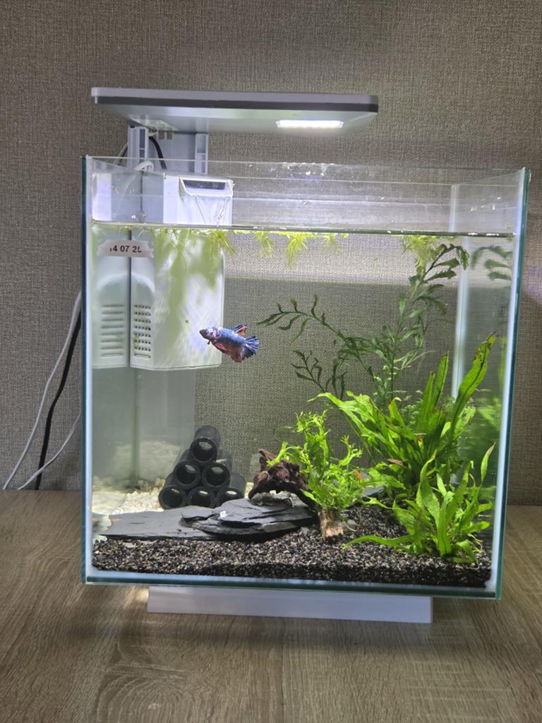Mooi complete aquarium met betta koi man, Dieren en Toebehoren, Vissen | Aquaria en Toebehoren, Ophalen, Zo goed als nieuw, Gevuld zoetwateraquarium