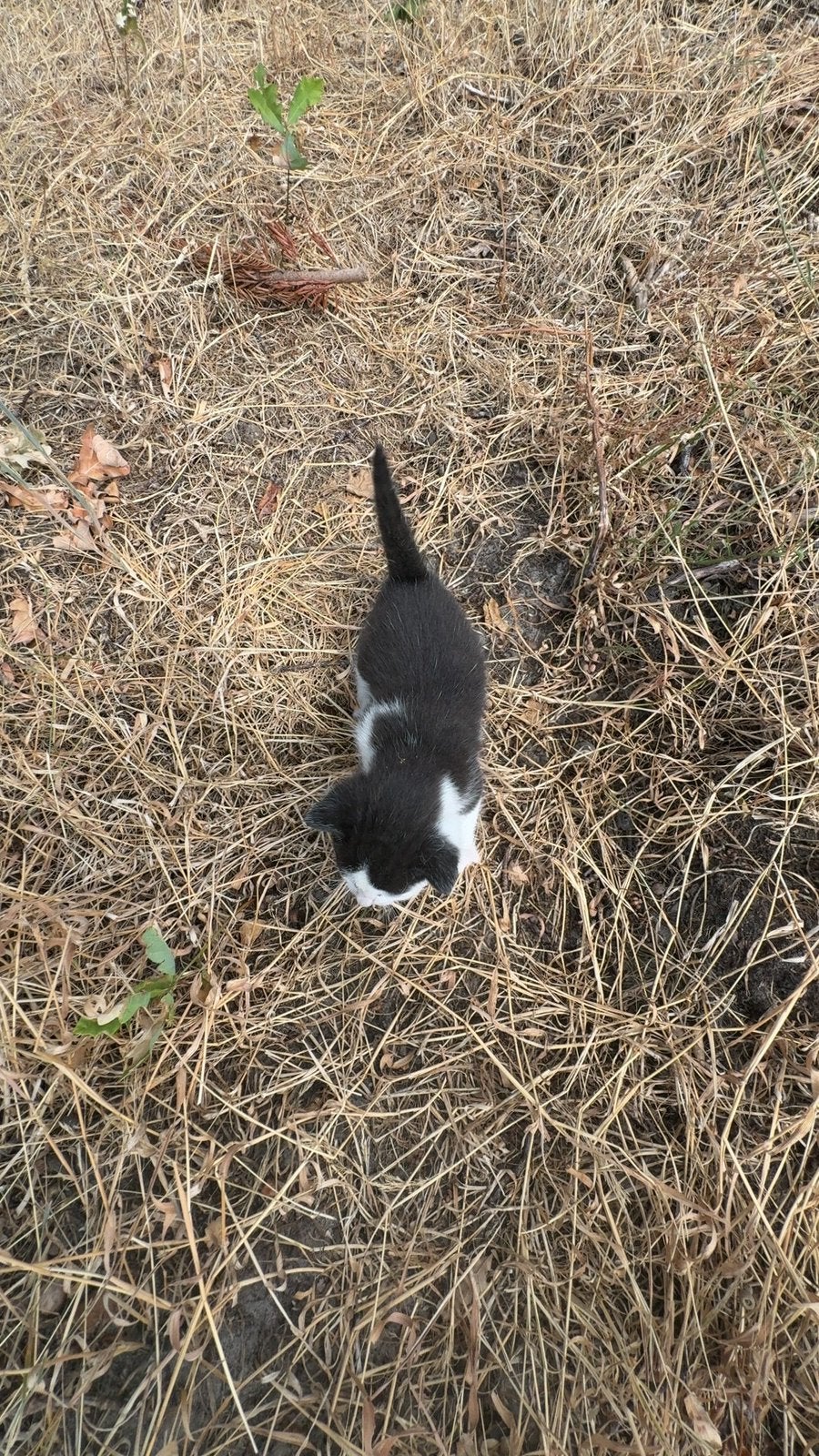 Kat /kitten, Dieren en Toebehoren, Katten en Kittens | Dekkaters