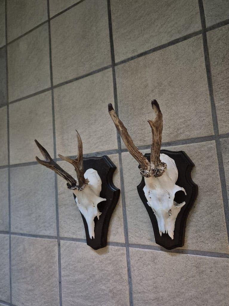 2Ree geweien op schild samen € 17.50 mancave jacht landelijk, Ophalen of Verzenden, Gebruikt, Hert, Gewei of Kop