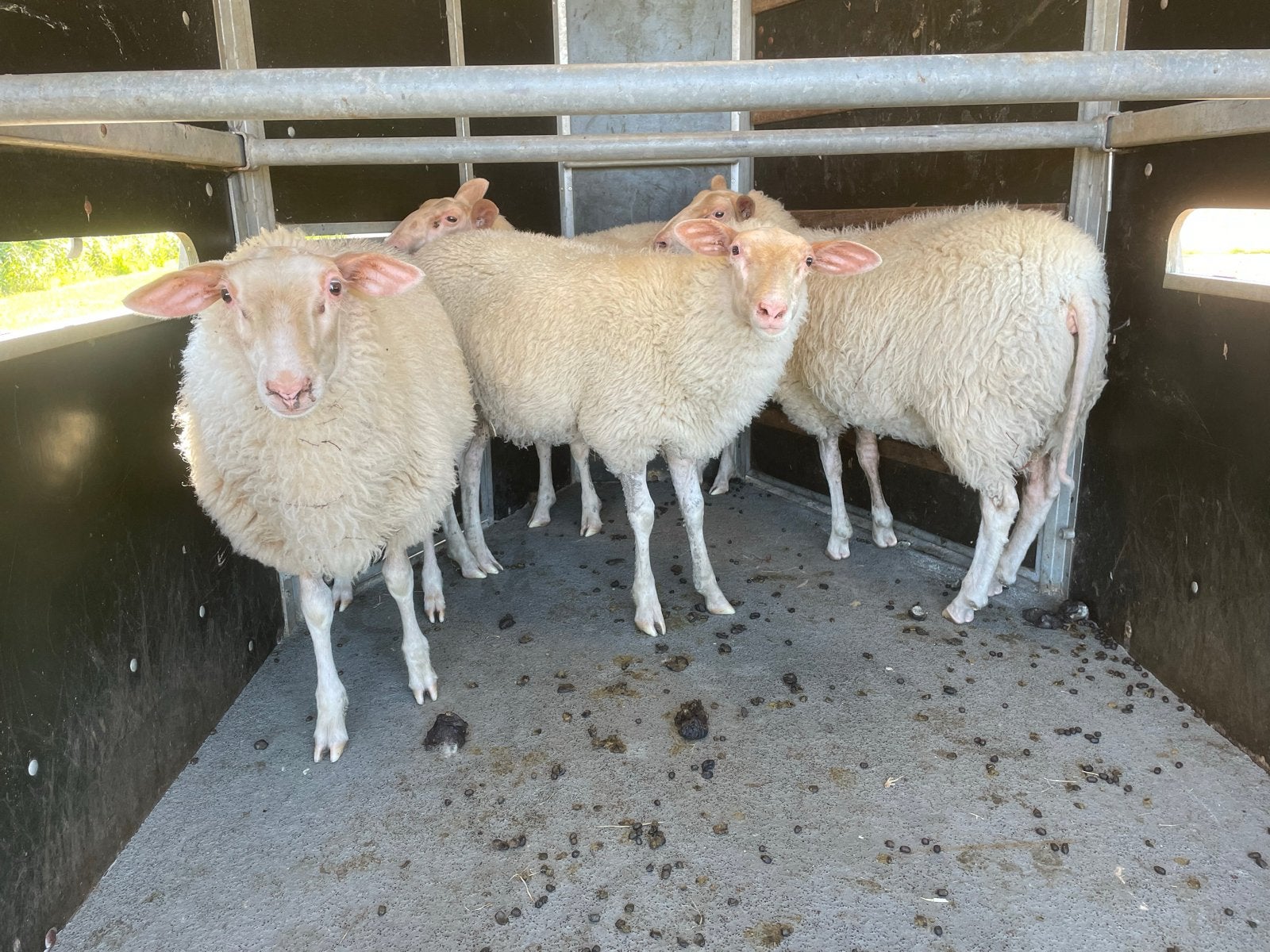 Friesmelkschaap ooi lammeren, Vrouwelijk, Schaap