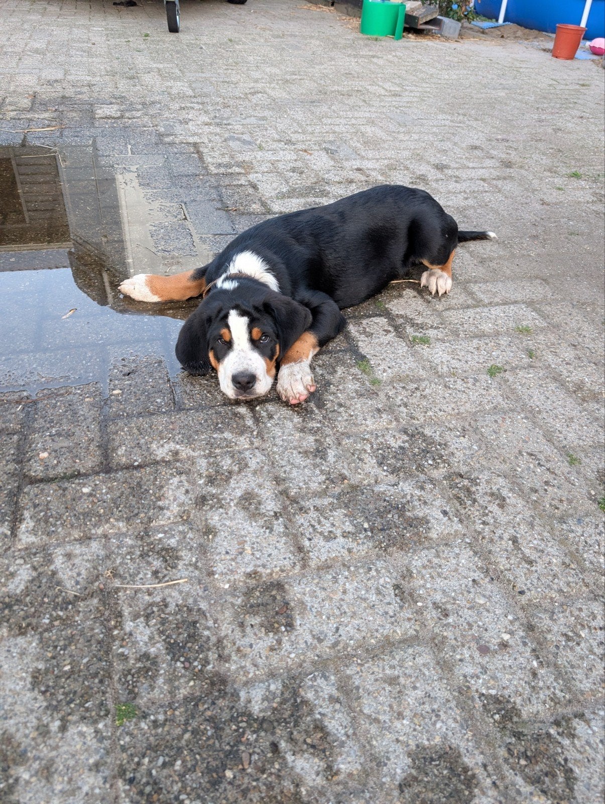 Grote  Zwitserse Sennen pups nog 1 REU  beschikbaar !!!, Parvo, Meerdere, Meerdere dieren, Nederland