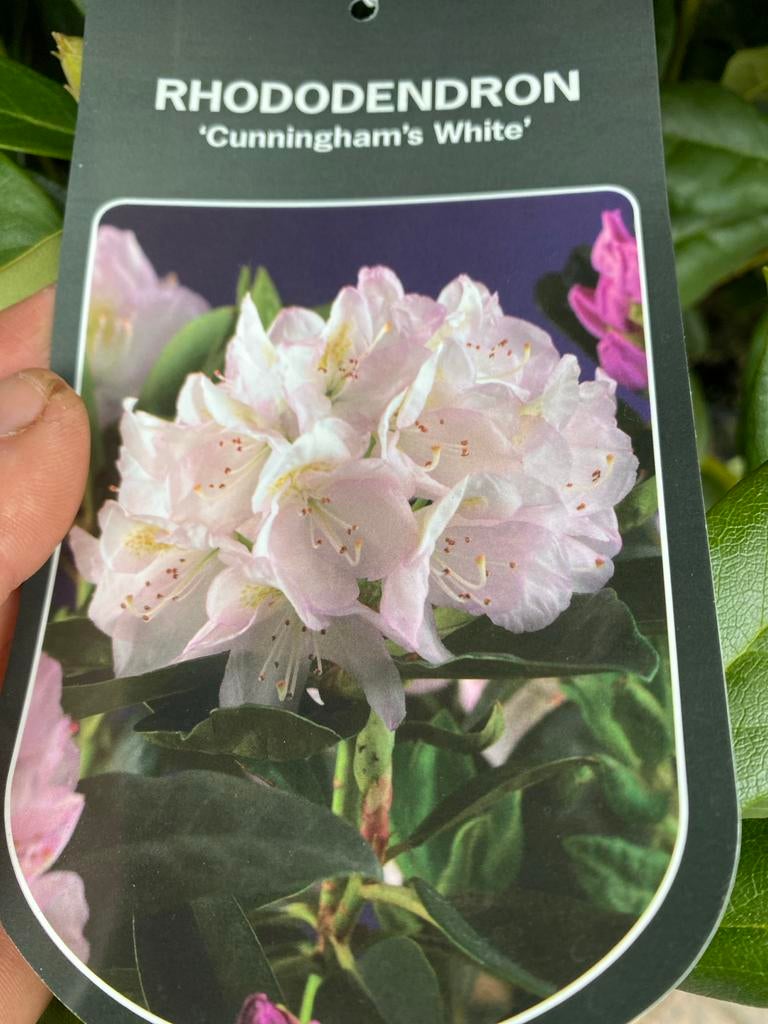 Rhododendron 'Cunningham's White' & 'Catawb. Grandiflorum', Vaste plant, Halfschaduw, Lente, Ophalen