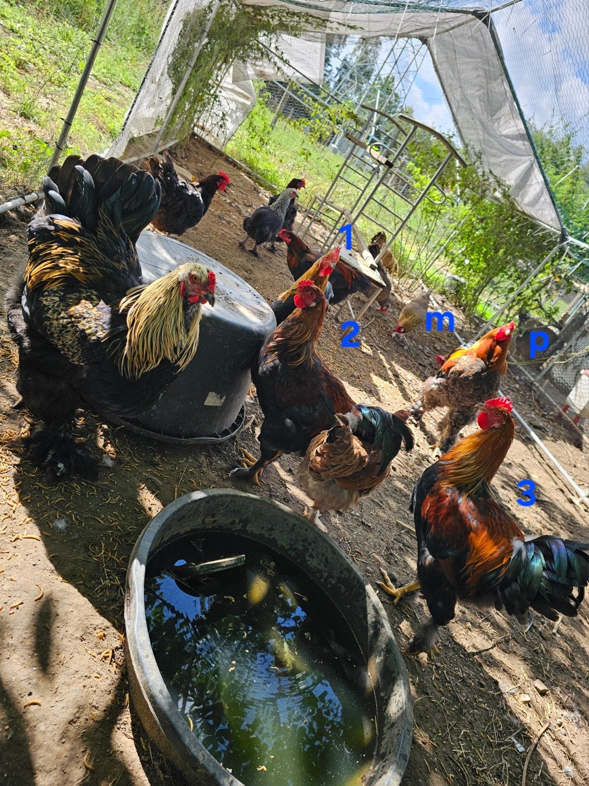 Mooie tamme Brahma/Leghorn hanen, Dieren en Toebehoren, Mannelijk, Kip