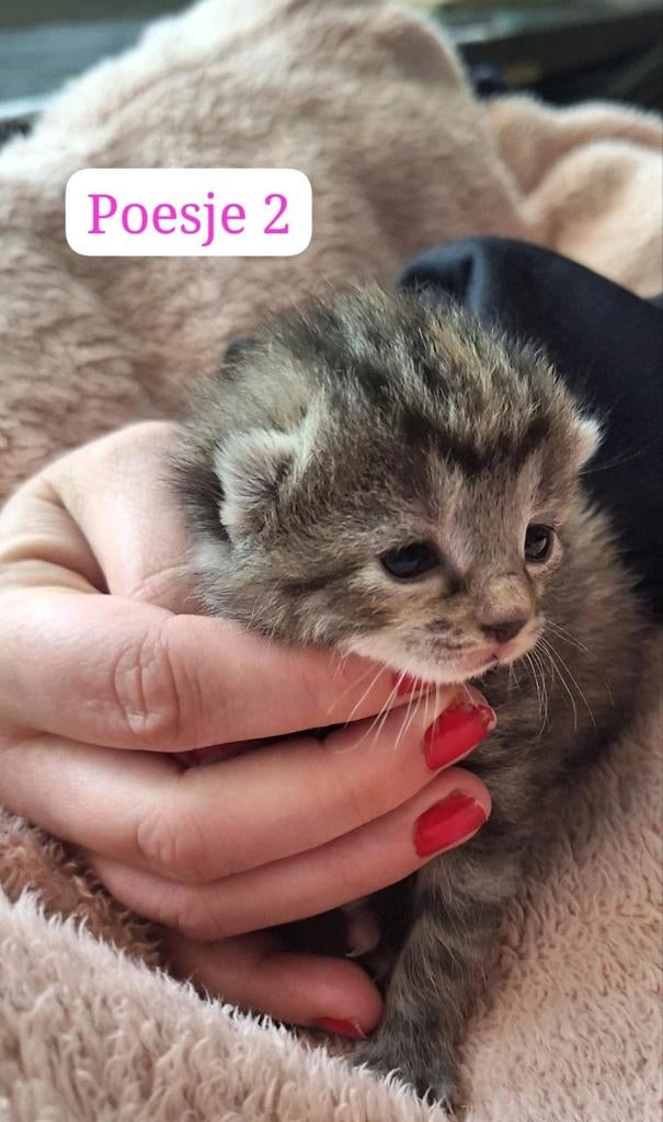 Nog 3 kittens(meisjes) ragdoll, Meerdere dieren, 0 tot 2 jaar