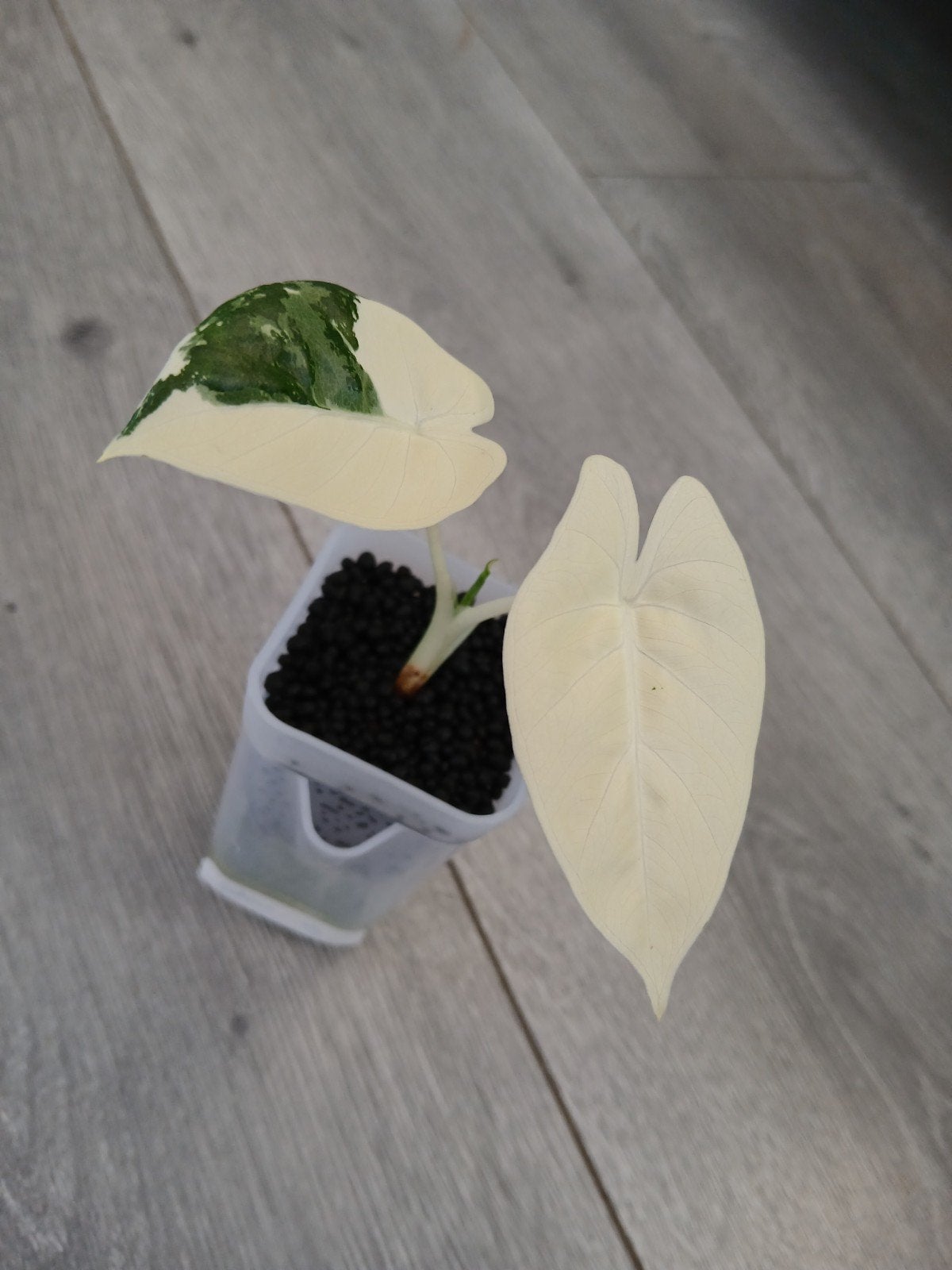 Alocasia Odora variegata, Huis en Inrichting, Ophalen of Verzenden, Halfschaduw, Minder dan 100 cm