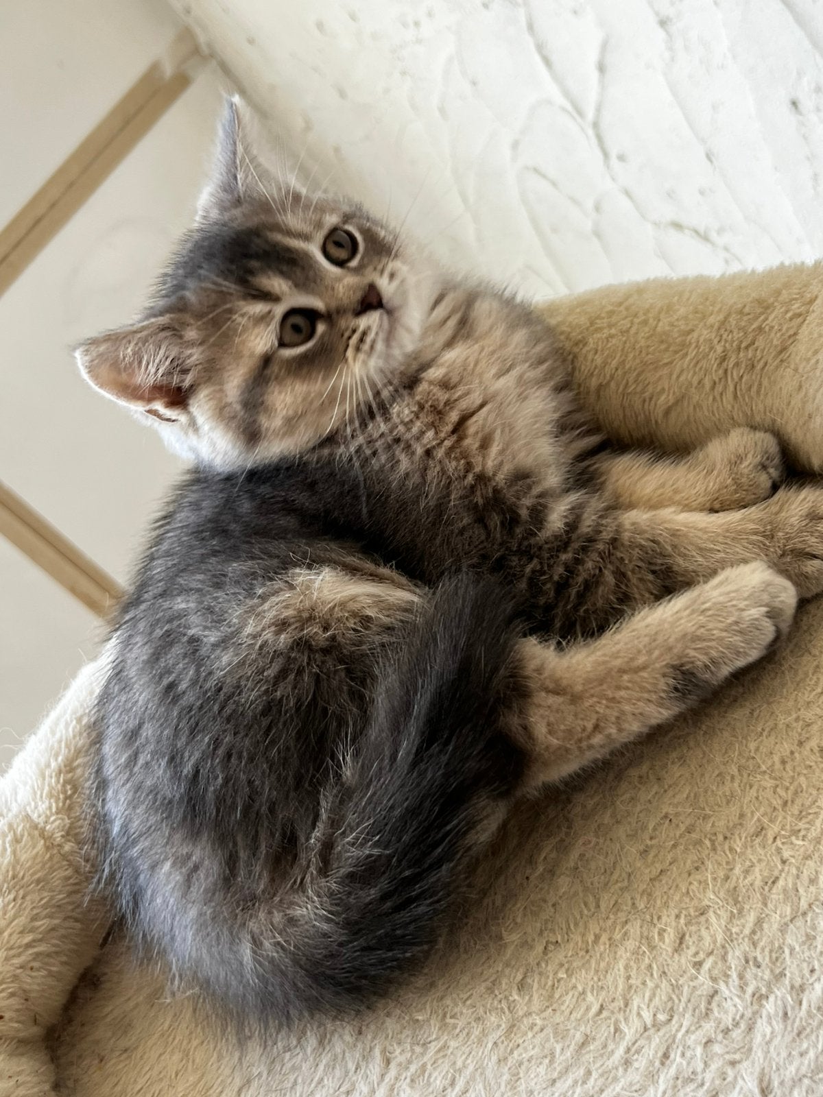 britse korthaar kittens, Meerdere dieren, Ontwormd