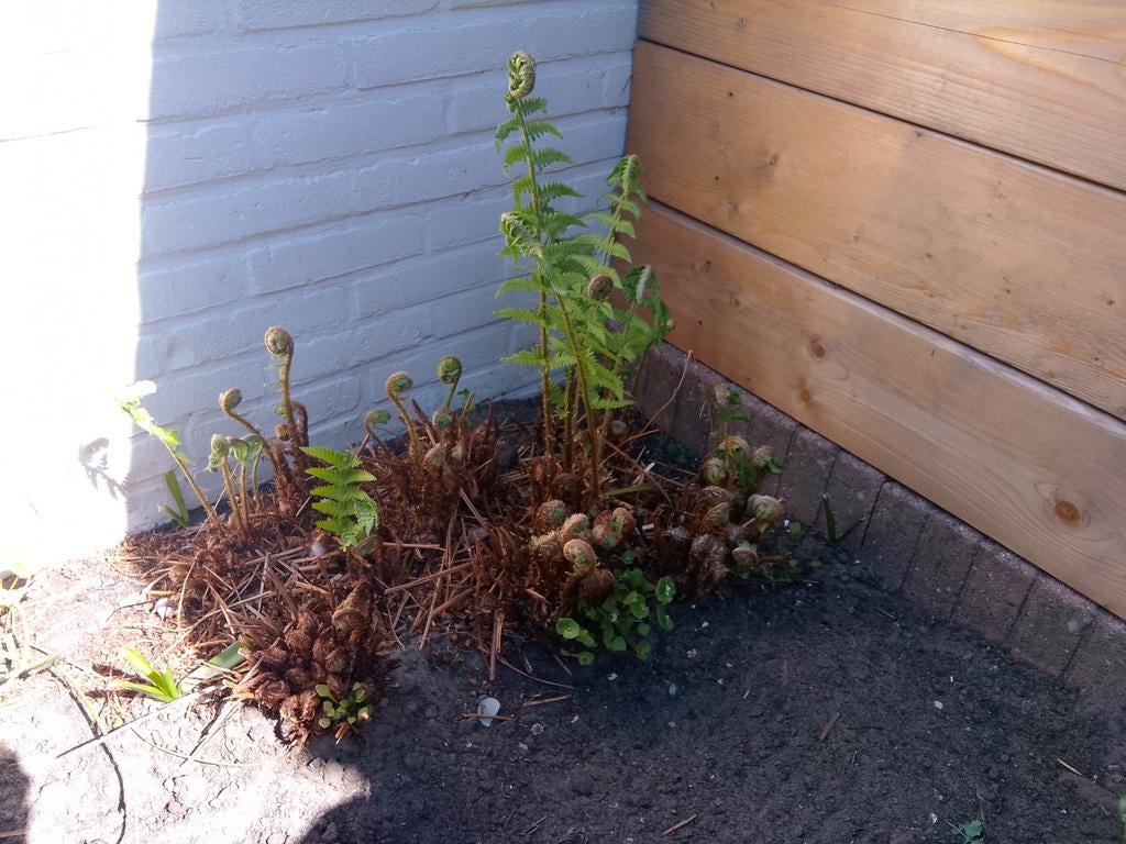 Grote krulvaren te koop - komt uit winterslaap, Vaste plant, Bloeit niet, Halfschaduw, Ophalen