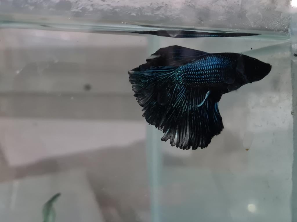 Betta splendens super delta kempvis man