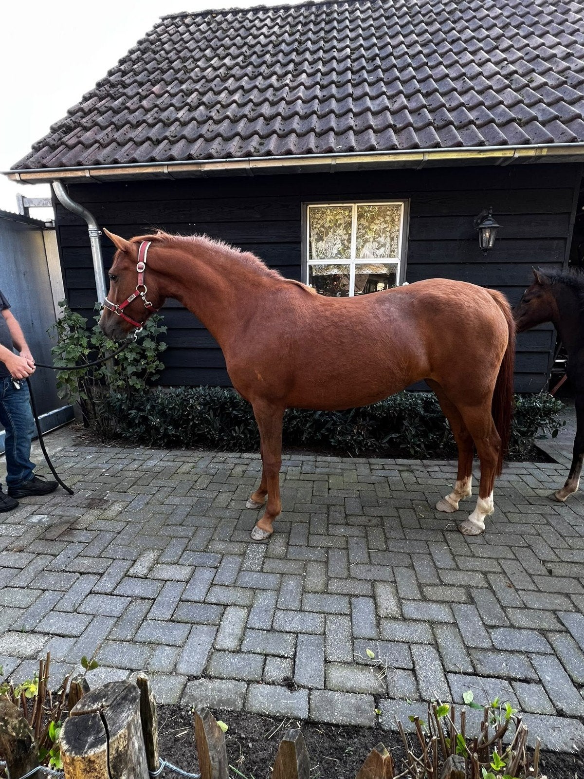 c pony newforest, Merrie, Met stamboom, Dressuurpony, 3 tot 6 jaar