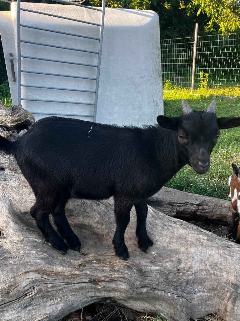 Zwarte bok dwerggeit, Dieren en Toebehoren, Mannelijk, Geit, 0 tot 2 jaar