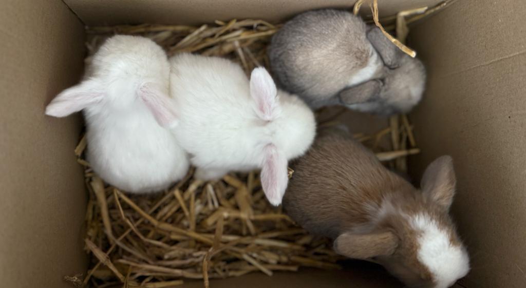 Lieve minilop konijntjes, Dieren en Toebehoren, Konijnen, Meerdere dieren, Dwerg, 0 tot 2 jaar
