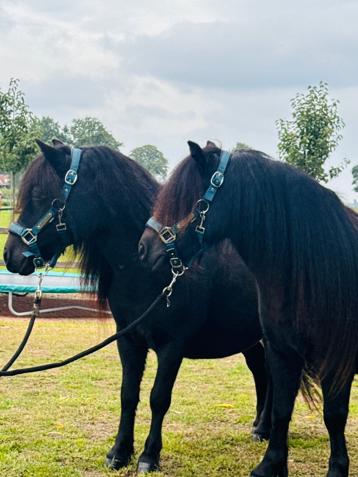 ❤️Prachtige stamboekmerries beschikbaar..!❤️kinderponys❣️, Dieren en Toebehoren, Merrie, Met stamboom, Niet van toepassing, 0 tot 2 jaar