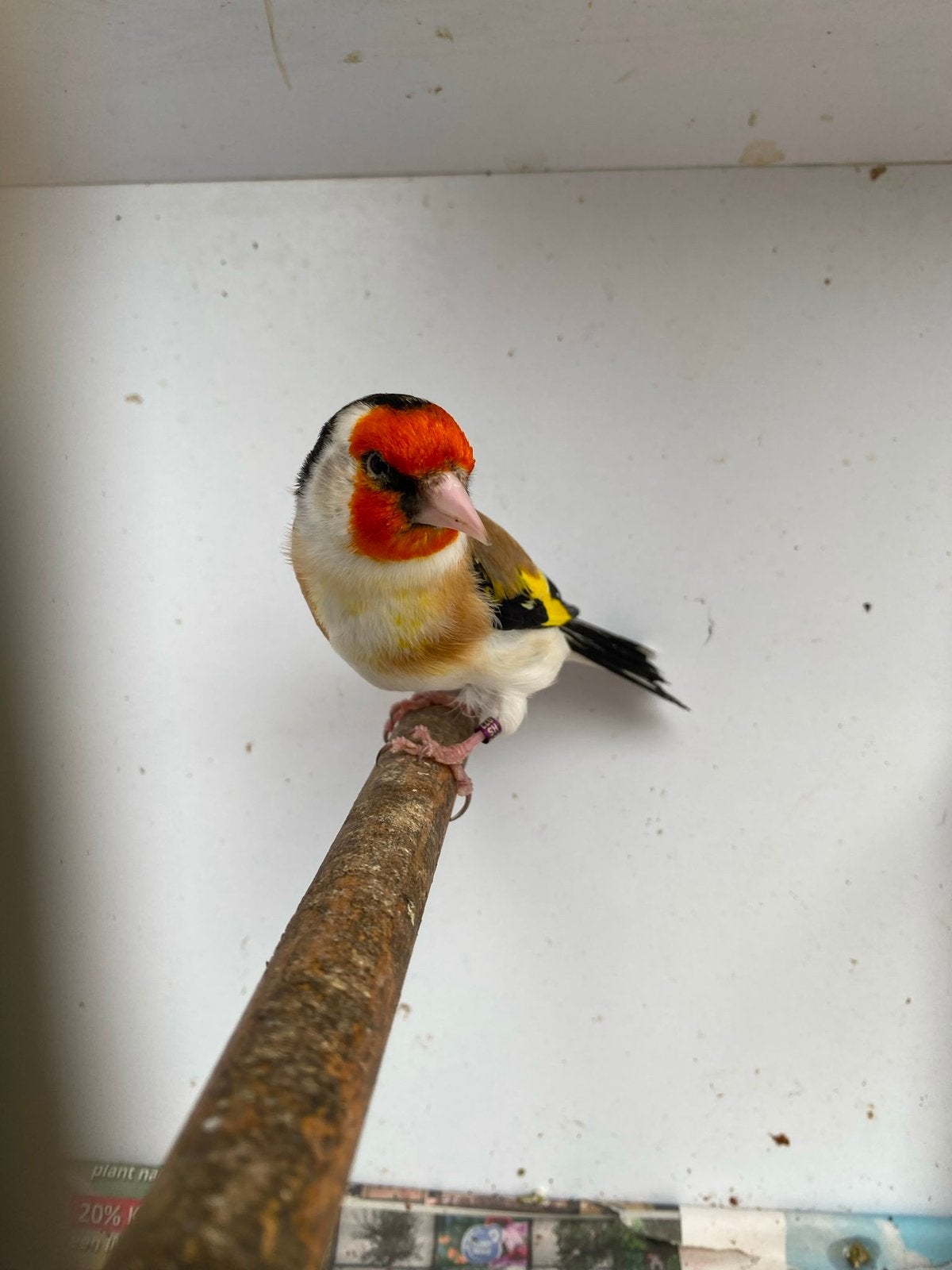 Majoor putter man, Mannelijk, Wildzangvogel