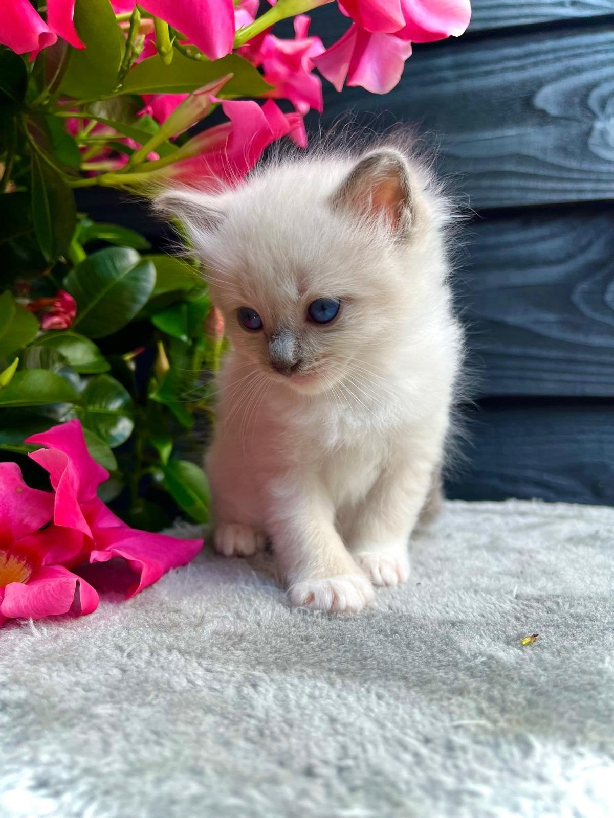 Ragdoll kitten met stamboom – Amy, Dieren en Toebehoren, Katten en Kittens | Raskatten | Langhaar, Poes, Met stamboom, 0 tot 2 jaar