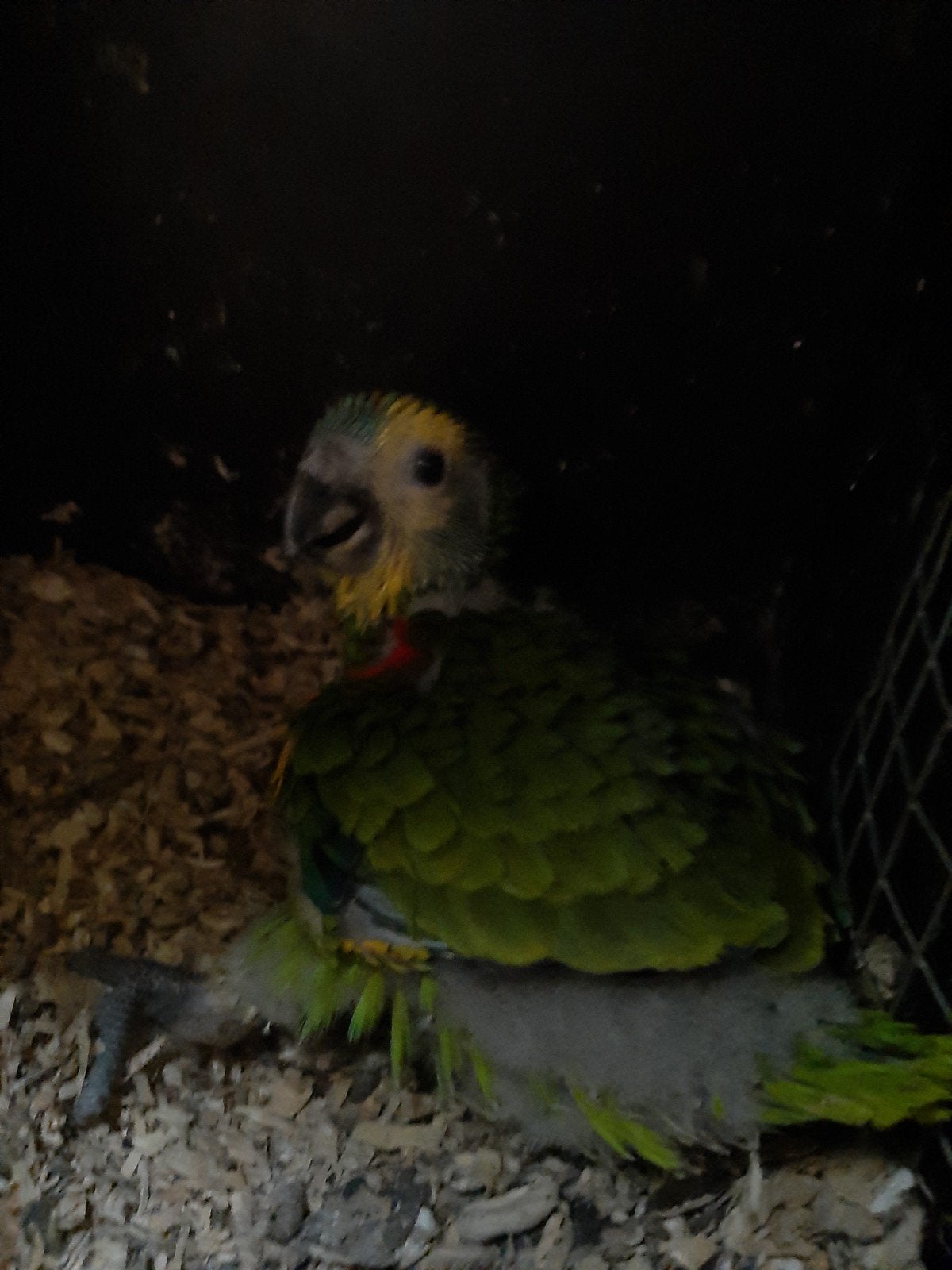 Jonge blauwvoorhoofd amazone, Dieren en Toebehoren, Geslacht onbekend, Papegaai, Tam