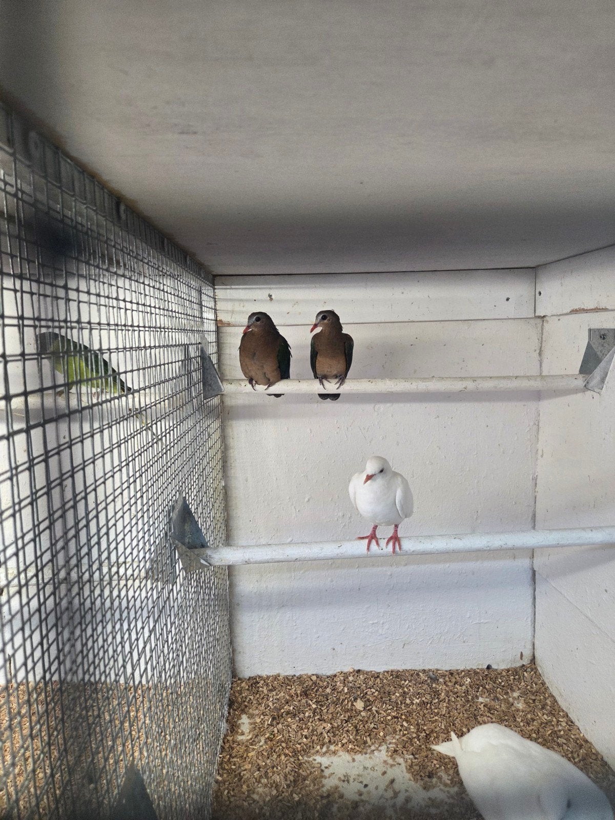 groenvleugel duiven, Dieren en Toebehoren, Vogels | Duiven, Meerdere dieren, Overige soorten