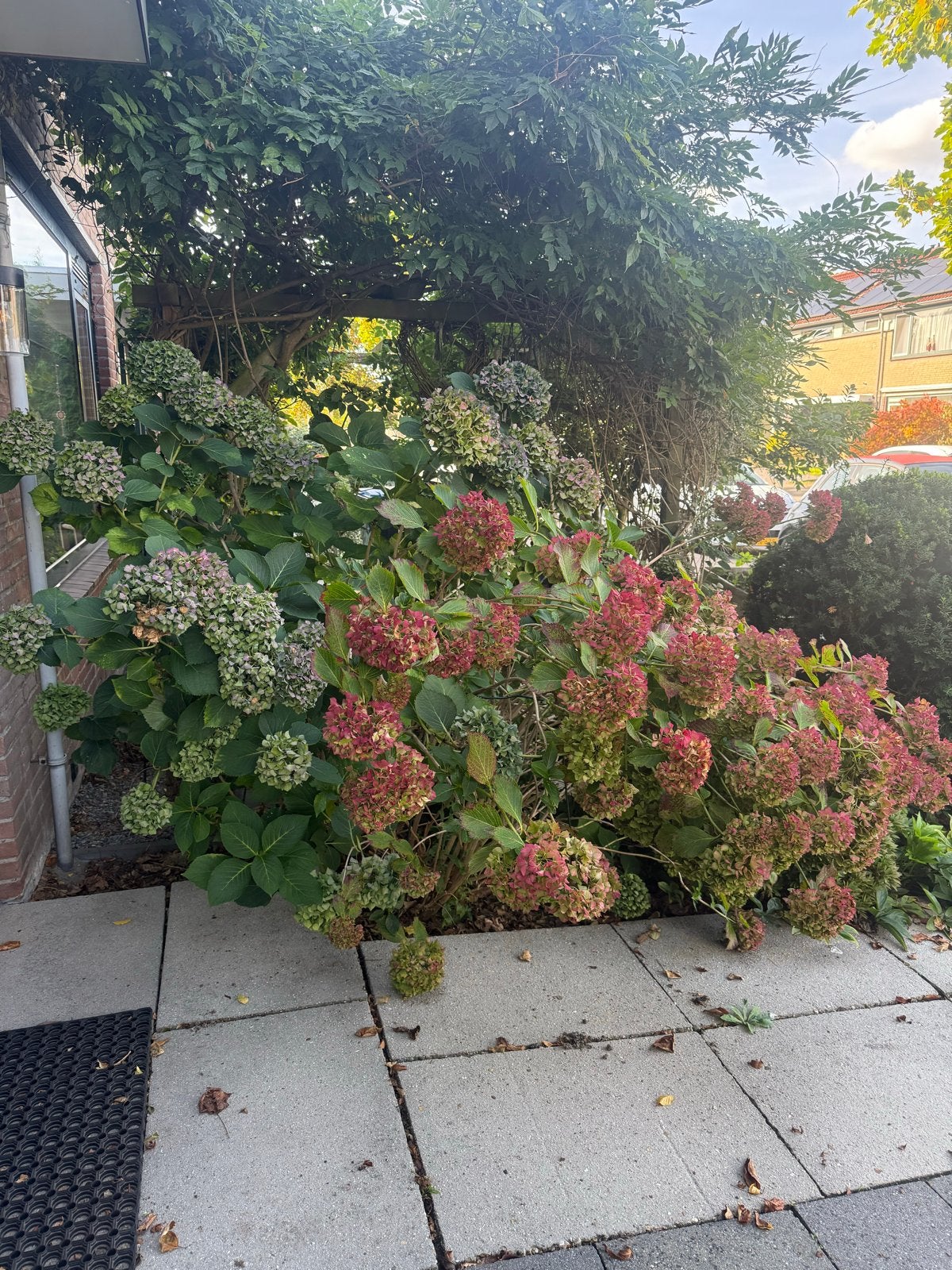 Grote Hortensia's (2 stuks) - Zelf uitgraven, Vaste plant, Halfschaduw, Zomer, Ophalen