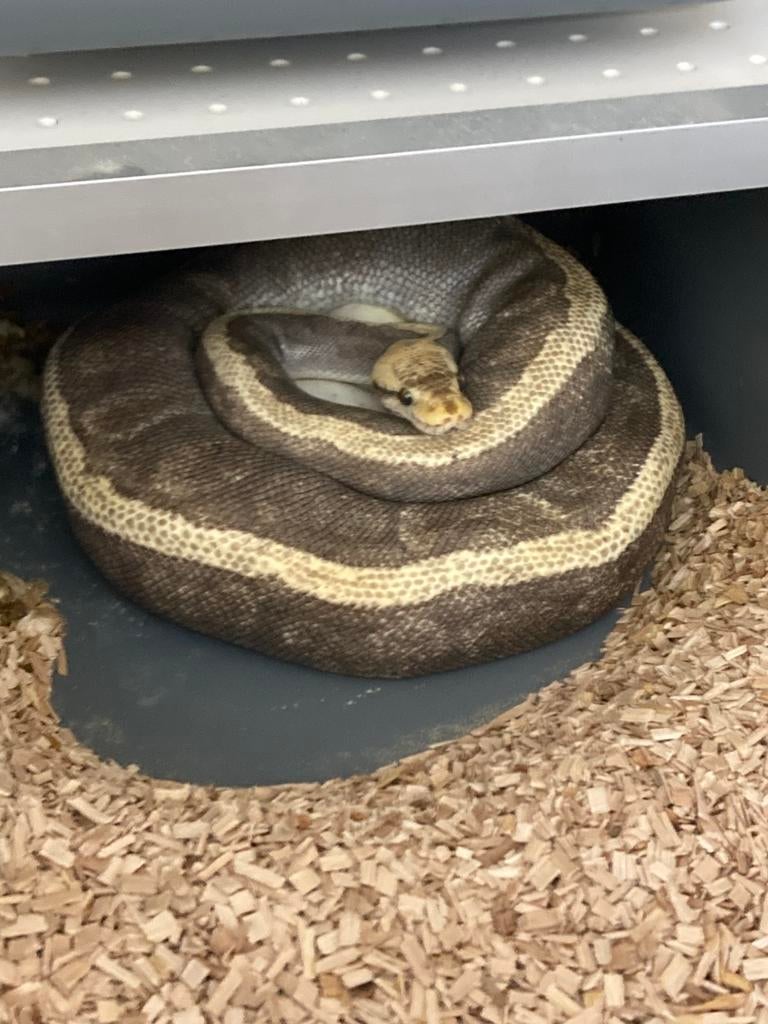 Ball pythons, Slang, 0 tot 2 jaar