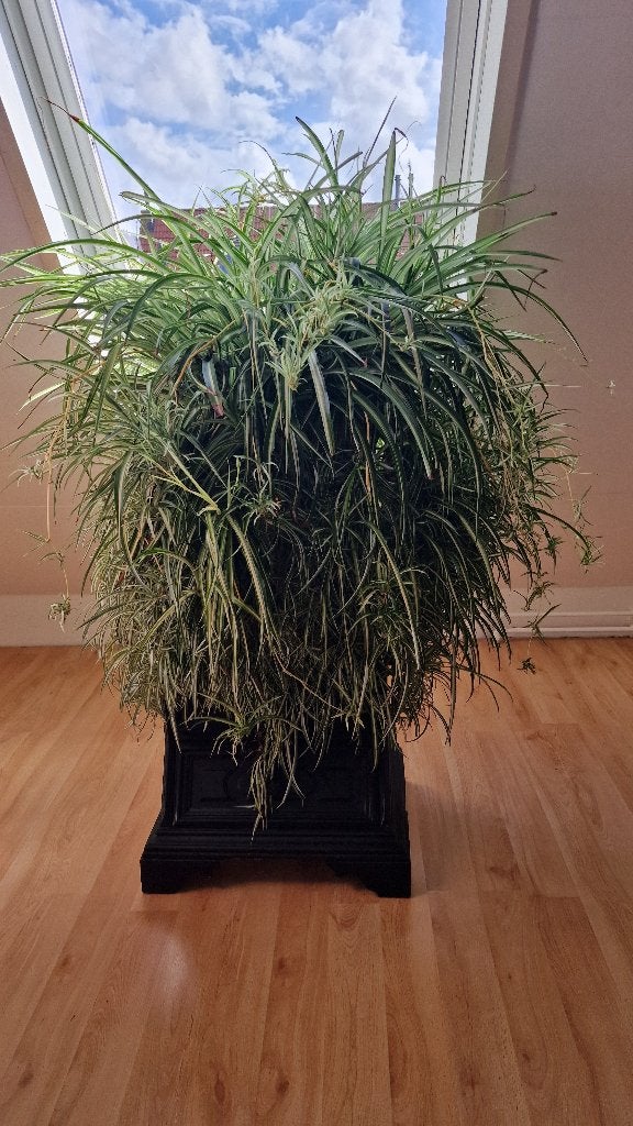Grote spider plant, Vaste plant, Bloeit niet, Halfschaduw, Ophalen