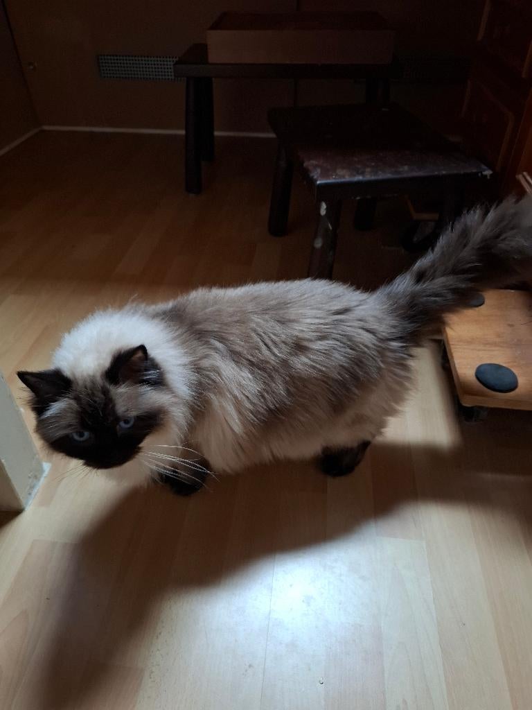 Ragdoll senioren zoeken huis, Meerdere dieren, Met stamboom, 6 jaar of ouder