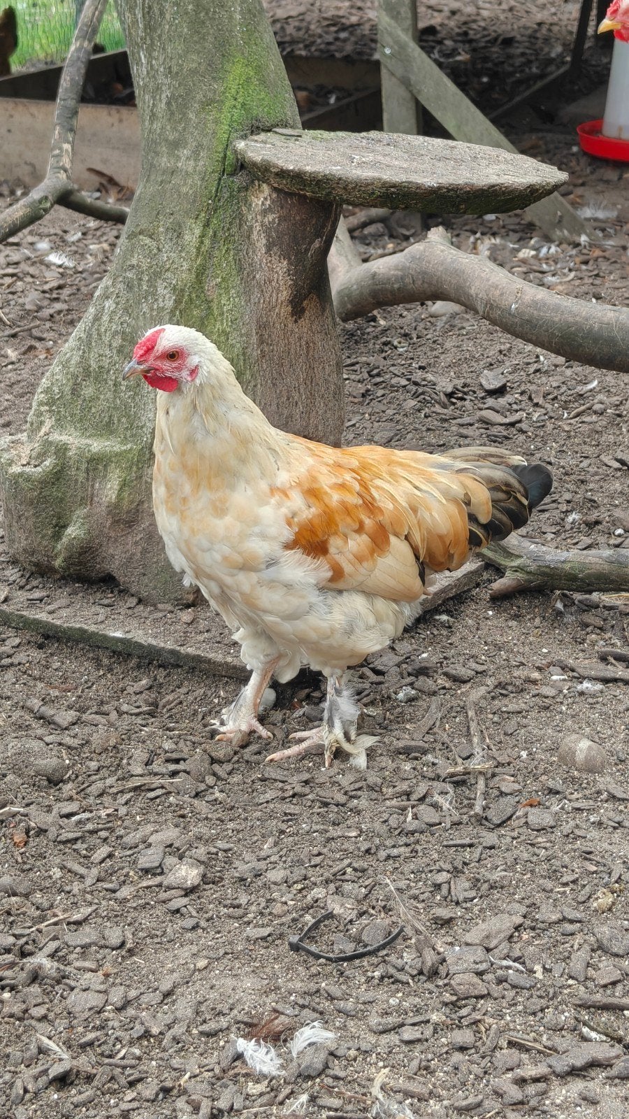 Haan Brahma Kriel kruising, ongeveer half jaar oud, Dieren en Toebehoren, Meerdere dieren, Kip